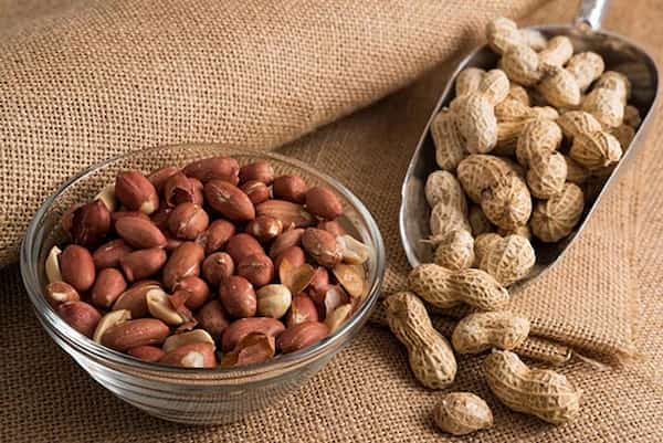 تصویر 5 از قیمت خرید بادام زمینی غلاف دار با فروش عمده